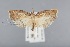  (Sparganopseustis ningorana - CCDB-39046-D03)  @11 [ ] Unspecified (default): All Rights Reserved  Unspecified Unspecified