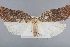  (Tinacrucis flintana - CCDB-39046-F08)  @11 [ ] Unspecified (default): All Rights Reserved  Unspecified Unspecified