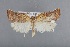  (Tinacrucis patulana - CCDB-39046-G03)  @11 [ ] Unspecified (default): All Rights Reserved  Unspecified Unspecified