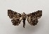 ( - USNM ENT 01921081)  @11 [ ] CreativeCommons - Attribution Share-Alike (2024) Unspecified Smithsonian Institution, National Museum of Natural History, Entomological Collection