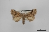  (Rifargia subrotata - USNM ENT 00254065)  @11 [ ] Unspecified (default): All Rights Reserved  Unspecified Unspecified