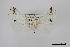  (Americerura candida - USNM ENT 01771029)  @11 [ ] Unspecified (default): All Rights Reserved  Unspecified Unspecified