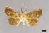  ( - USNM ENT 01921137)  @11 [ ] (by-nc-sa)  Unspecified Unspecified