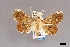  ( - USNM ENT 01921138)  @11 [ ] (by-nc-sa)  Unspecified Unspecified