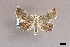  ( - USNM ENT 01921140)  @11 [ ] (by-nc-sa)  Unspecified Unspecified