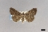  ( - USNM ENT 01921156)  @11 [ ] (by-nc-sa)  Unspecified Unspecified
