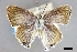  ( - USNM ENT 01921174)  @11 [ ] (by-nc-sa)  Unspecified Unspecified