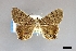  ( - USNM ENT 01921181)  @11 [ ] (by-nc-sa)  Unspecified Unspecified