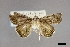  ( - USNM ENT 01921182)  @11 [ ] (by-nc-sa)  Unspecified Unspecified