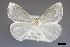  ( - USNM ENT 01921192)  @11 [ ] (by-nc-sa)  Unspecified Unspecified