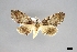  ( - USNM ENT 01921202)  @11 [ ] (by-nc-sa)  Unspecified Unspecified