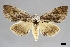  ( - USNM ENT 01921203)  @11 [ ] (by-nc-sa)  Unspecified Unspecified