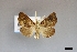 ( - USNM ENT 01921279)  @11 [ ] (by-nc-sa)  Unspecified Unspecified