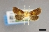  ( - USNM ENT 01921300)  @11 [ ] (by-nc-sa)  Unspecified Unspecified