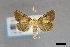  ( - USNM ENT 01921301)  @11 [ ] (by-nc-sa)  Unspecified Unspecified