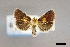  ( - USNM ENT 01921302)  @11 [ ] (by-nc-sa)  Unspecified Unspecified