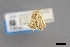  ( - USNM ENT 01921337)  @11 [ ] (by-nc-sa)  Unspecified Unspecified