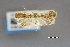  (Antaeotricha ptycta - USNM ENT 01921361)  @11 [ ] (by-nc-sa)  Unspecified Unspecified
