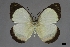  (Delias doylei - USNM ENT 01921551)  @11 [ ] Unspecified (default): All Rights Reserved  Unspecified Unspecified