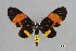  (Callhistia brevipennis - USNM ENT 01921612)  @11 [ ] (by-sa)  Unspecified Unspecified