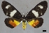  ( - USNM ENT 01921613)  @11 [ ] (by-sa)  Unspecified Unspecified