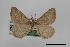  (Speranza sulphurea - USNM ENT 01921721)  @11 [ ] Unspecified (default): All Rights Reserved  Unspecified Unspecified