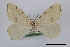  (Speranza occiduaria - USNM ENT 01921731)  @11 [ ] Unspecified (default): All Rights Reserved  Unspecified Unspecified