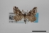  (Speranza schatzeata - USNM ENT 01921737)  @11 [ ] Unspecified (default): All Rights Reserved  Unspecified Unspecified
