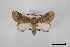  (Rifargia occiclina - USNM ENT 01921752)  @11 [ ] Unspecified (default): All Rights Reserved  Unspecified Unspecified