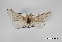  (Furcula vargoi - USNM ENT 01921791)  @11 [ ] Unspecified (default): All Rights Reserved  Unspecified Unspecified