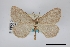  (Speranza andersoni - USNM ENT 01921806)  @11 [ ] Unspecified (default): All Rights Reserved  Unspecified Unspecified