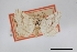  (Speranza pallipennata - USNM ENT 01921809)  @11 [ ] Unspecified (default): All Rights Reserved  Unspecified Unspecified