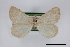  (Speranza argillacearia - USNM ENT 01921820)  @11 [ ] Unspecified (default): All Rights Reserved  Unspecified Unspecified