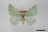  (Chlorosea banksaria - USNM ENT 01921886)  @11 [ ] Unspecified (default): All Rights Reserved  Unspecified Unspecified