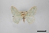  (Nemoria viridaria - USNM ENT 01921891)  @11 [ ] Unspecified (default): All Rights Reserved  Unspecified Unspecified