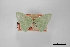  (Nemoria darwiniata - USNM ENT 01921895)  @11 [ ] Unspecified (default): All Rights Reserved  Unspecified Unspecified