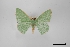  (Nemoria bifilata - USNM ENT 01921897)  @11 [ ] Unspecified (default): All Rights Reserved  Unspecified Unspecified