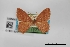  (Thalera pistasciaria - USNM ENT 01921927)  @11 [ ] Unspecified (default): All Rights Reserved  Unspecified Unspecified