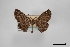 ( - USNM ENT 02001021)  @11 [ ] Unspecified (default): All Rights Reserved  Unspecified Unspecified