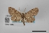  (Tornos hoffmanni - USNM ENT 02001084)  @11 [ ] Unspecified (default): All Rights Reserved  Unspecified Unspecified