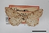  (Tornos erectarius - USNM ENT 02001089)  @11 [ ] Unspecified (default): All Rights Reserved  Unspecified Unspecified