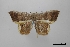  (Opisthoxia bellaoides - USNM ENT 02001208)  @11 [ ] Unspecified (default): All Rights Reserved  Unspecified Unspecified