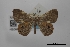  (Opisthoxia bimaculata - USNM ENT 02001209)  @11 [ ] Unspecified (default): All Rights Reserved  Unspecified Unspecified