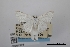  (Acratodes phakellurata - USNM ENT 02001276)  @11 [ ] Unspecified (default): All Rights Reserved  Unspecified Unspecified
