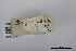  (Scopula innominata - USNM ENT 02001293)  @11 [ ] Unspecified (default): All Rights Reserved  Unspecified Unspecified