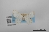  (Scopula impropriaria - USNM ENT 02001294)  @11 [ ] Unspecified (default): All Rights Reserved  Unspecified Unspecified