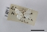  (Acratodes oslinaria - USNM ENT 02001310)  @11 [ ] Unspecified (default): All Rights Reserved  Unspecified Unspecified