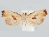  (Eugnosta nr. ensinoana - CCDB-39046-H09)  @11 [ ] CreativeCommons - Attribution Share - Alike (2024) John Brown Centre for Biodiversity Genomics