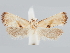  (Eugnosta ensinoana - CCDB-39046-H10)  @11 [ ] CreativeCommons - Attribution Share - Alike (2024) John Brown Centre for Biodiversity Genomics