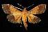  (Pyrausta bicoloralis - 05-NCCC-136)  @14 [ ] CreativeCommons - Attribution (2010) Unspecified Centre for Biodiversity Genomics